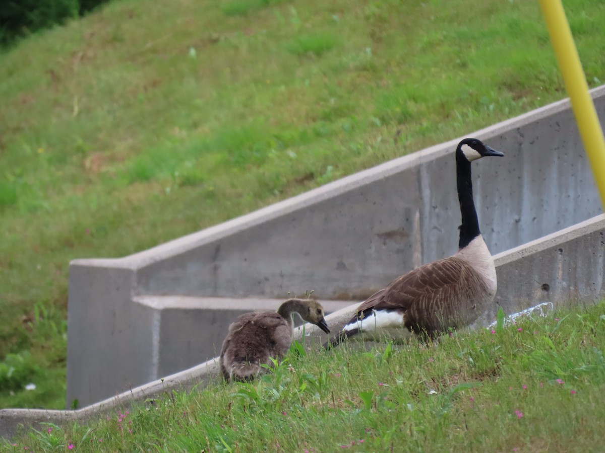 Canada Goose - ML620672575