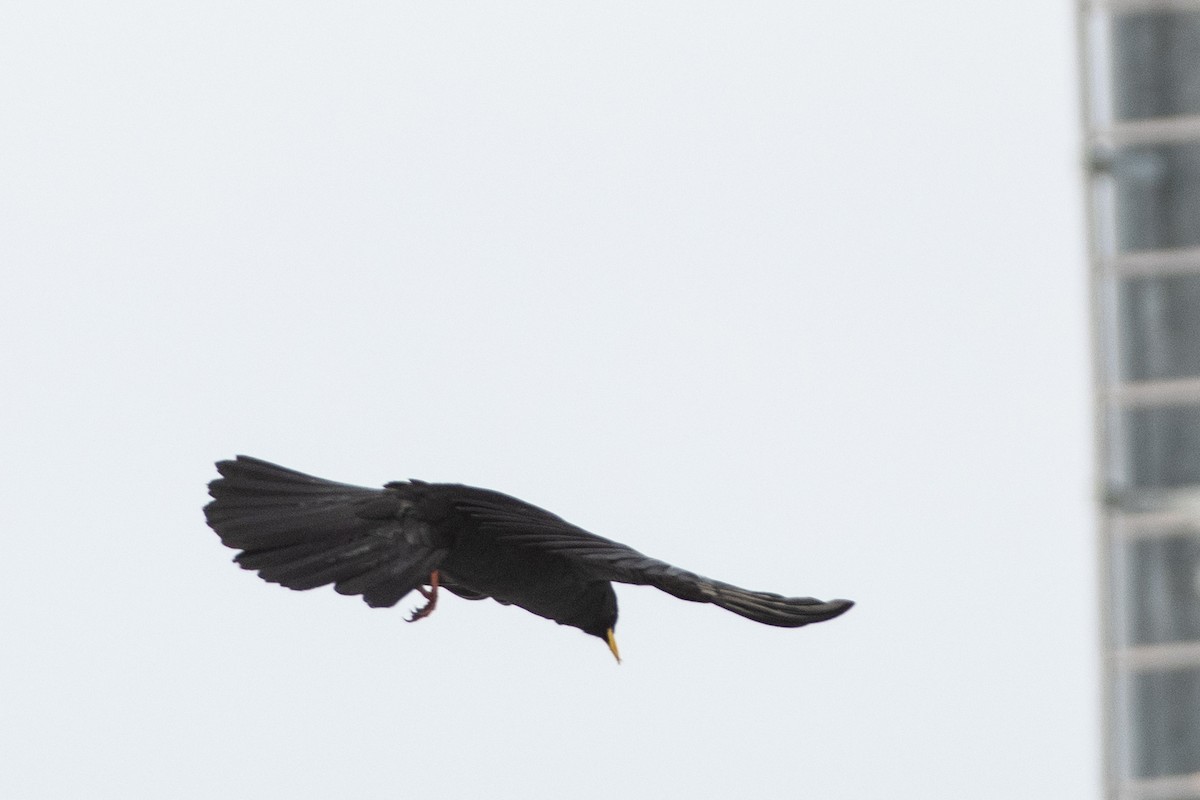 Yellow-billed Chough - ML620672576