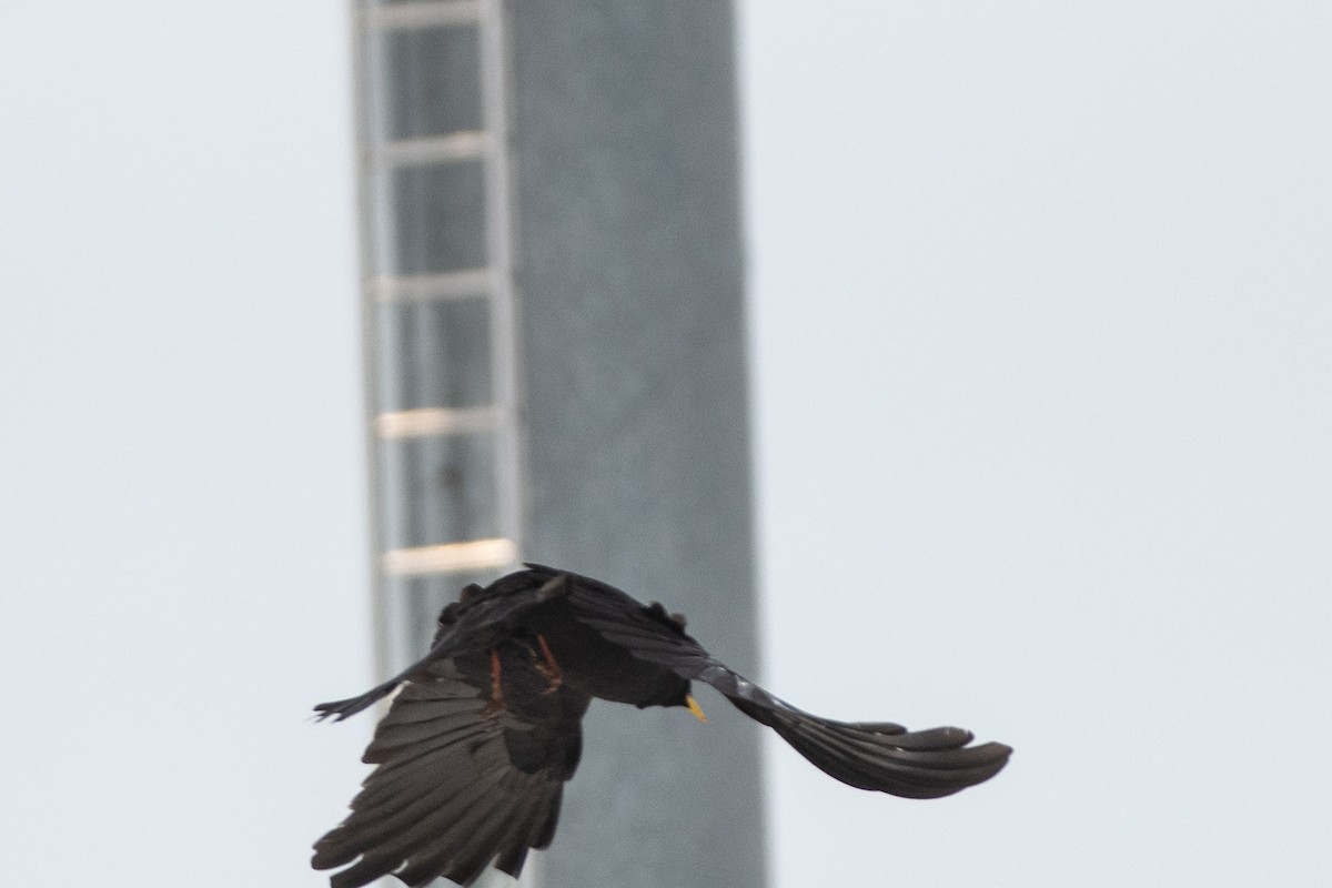 Yellow-billed Chough - ML620672577