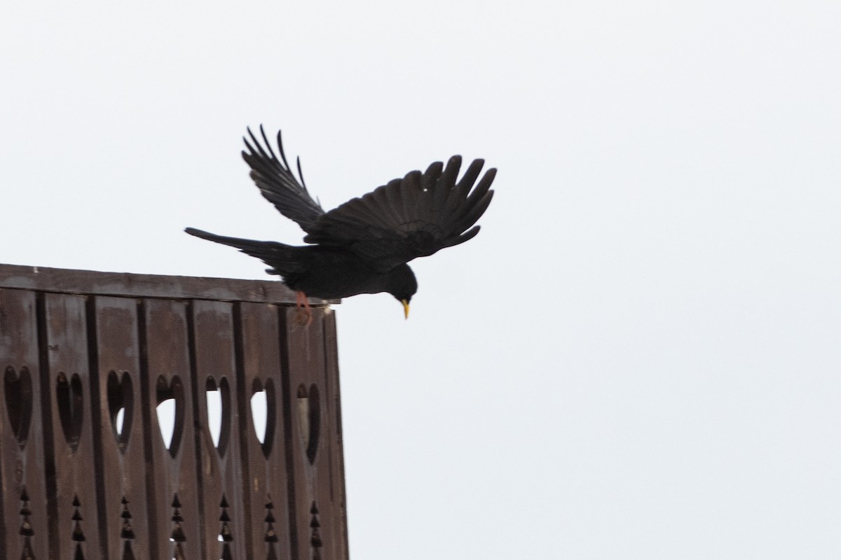 Yellow-billed Chough - ML620672578