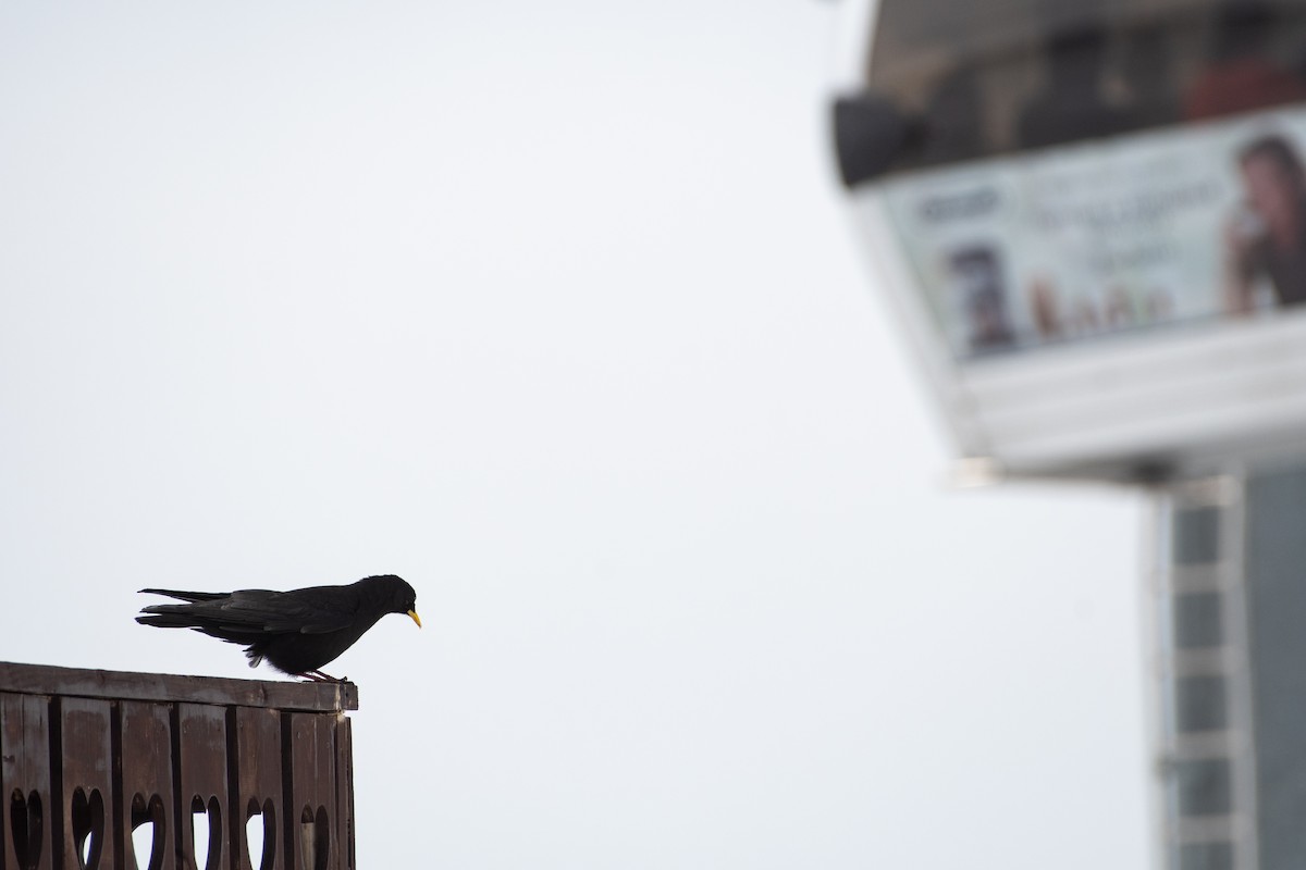 Yellow-billed Chough - ML620672580