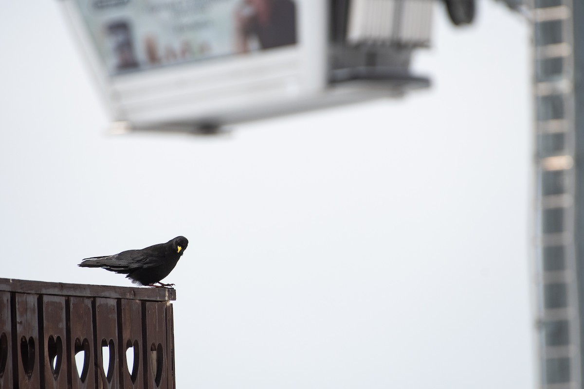 Yellow-billed Chough - ML620672583