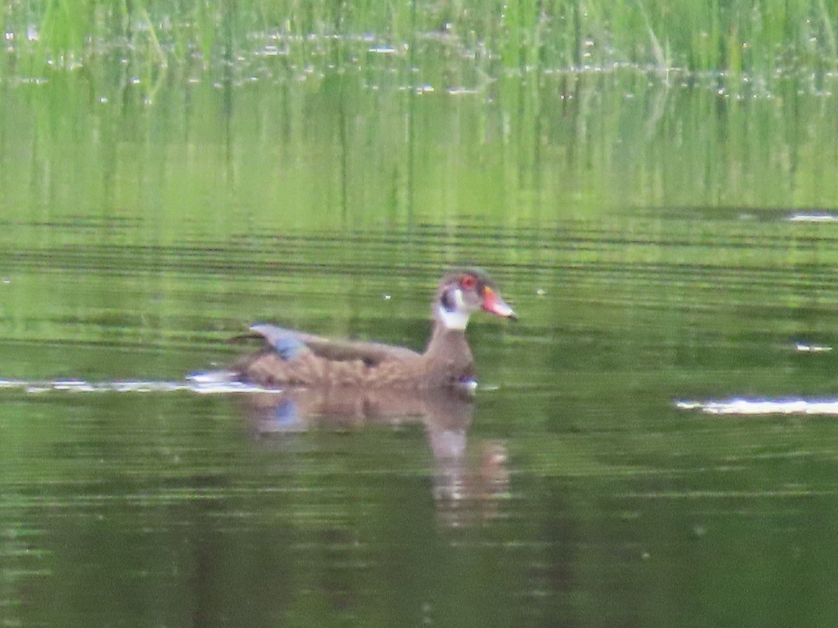 Wood Duck - ML620672585