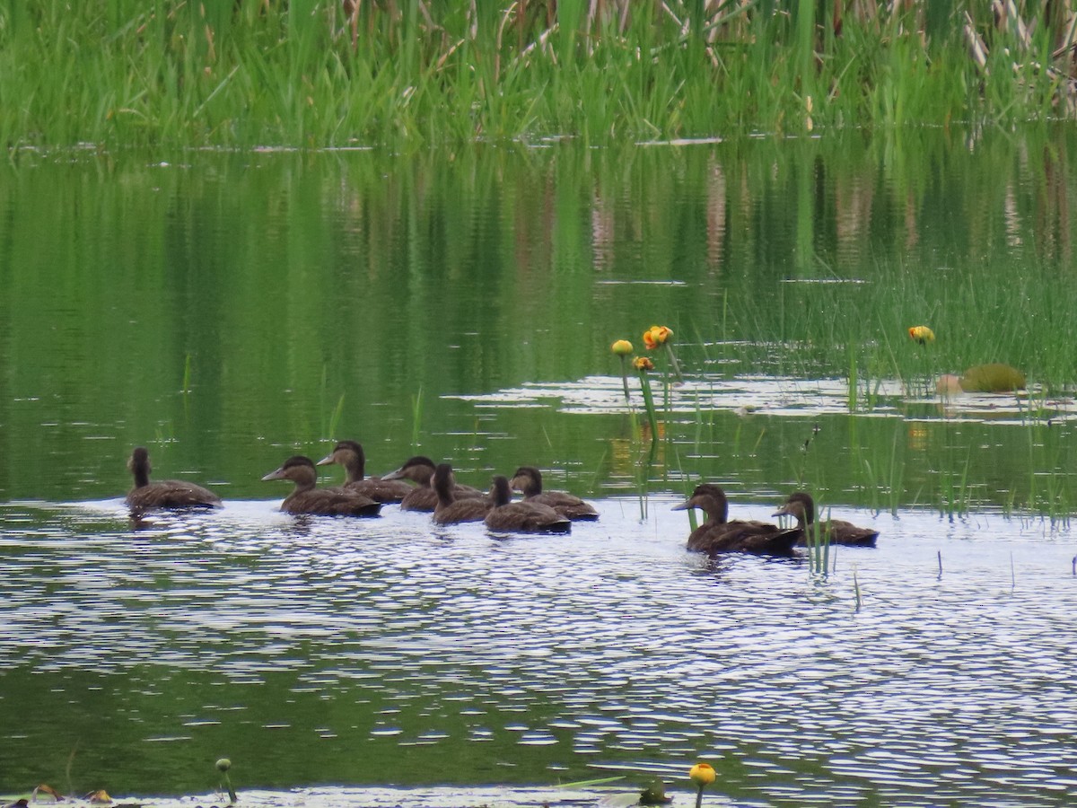 American Black Duck - ML620672586