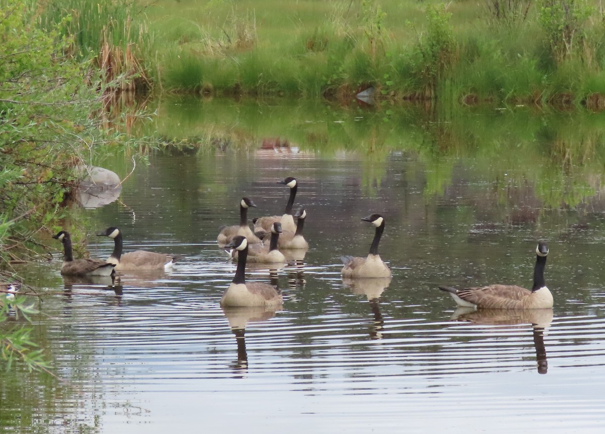 Canada Goose - BEN BAILEY