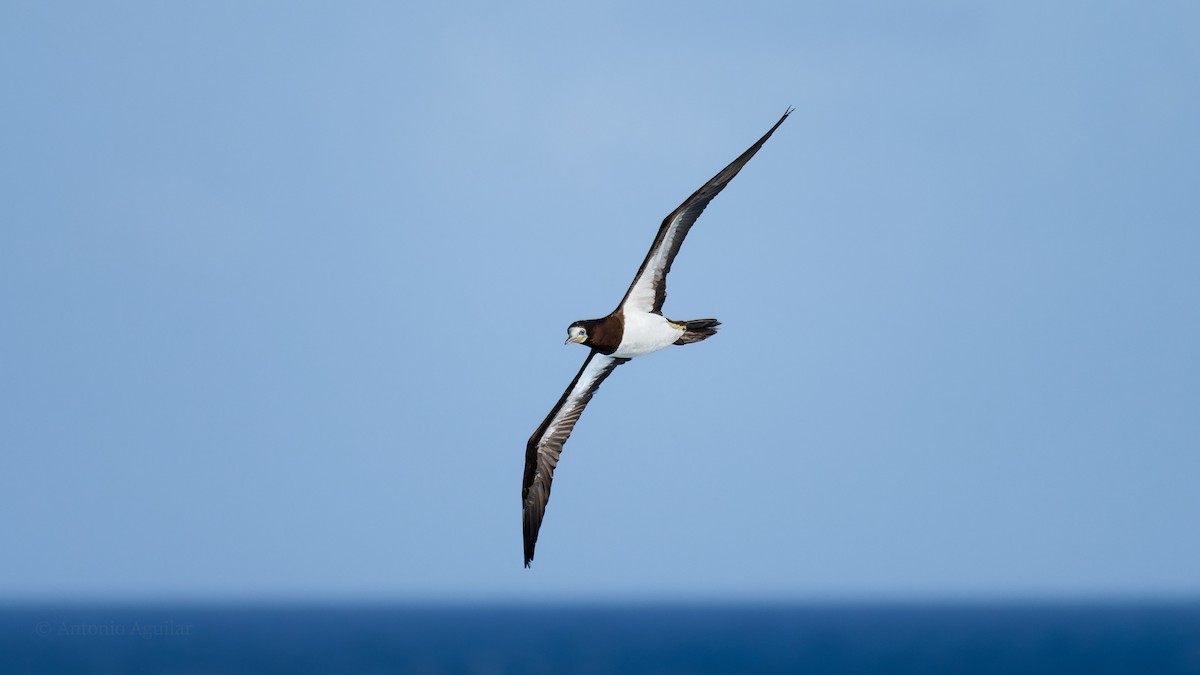 Brown Booby - ML620672591