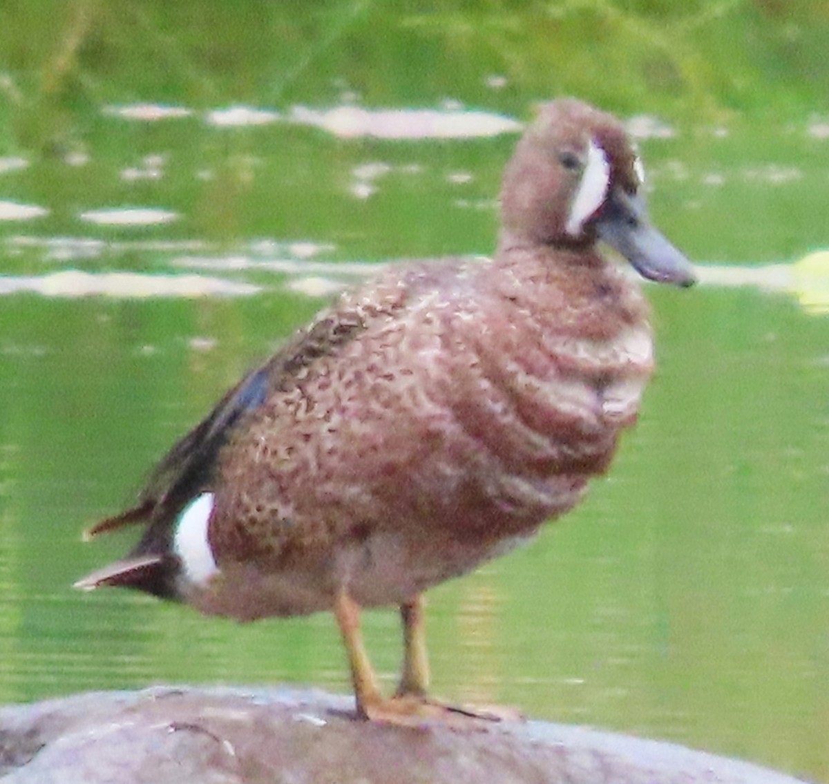 Blue-winged Teal - ML620672595