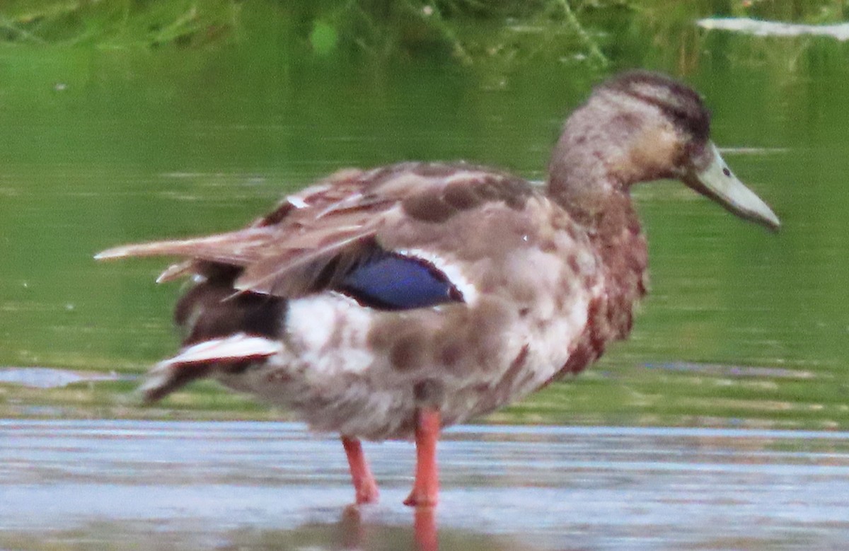 Blue-winged Teal - ML620672596