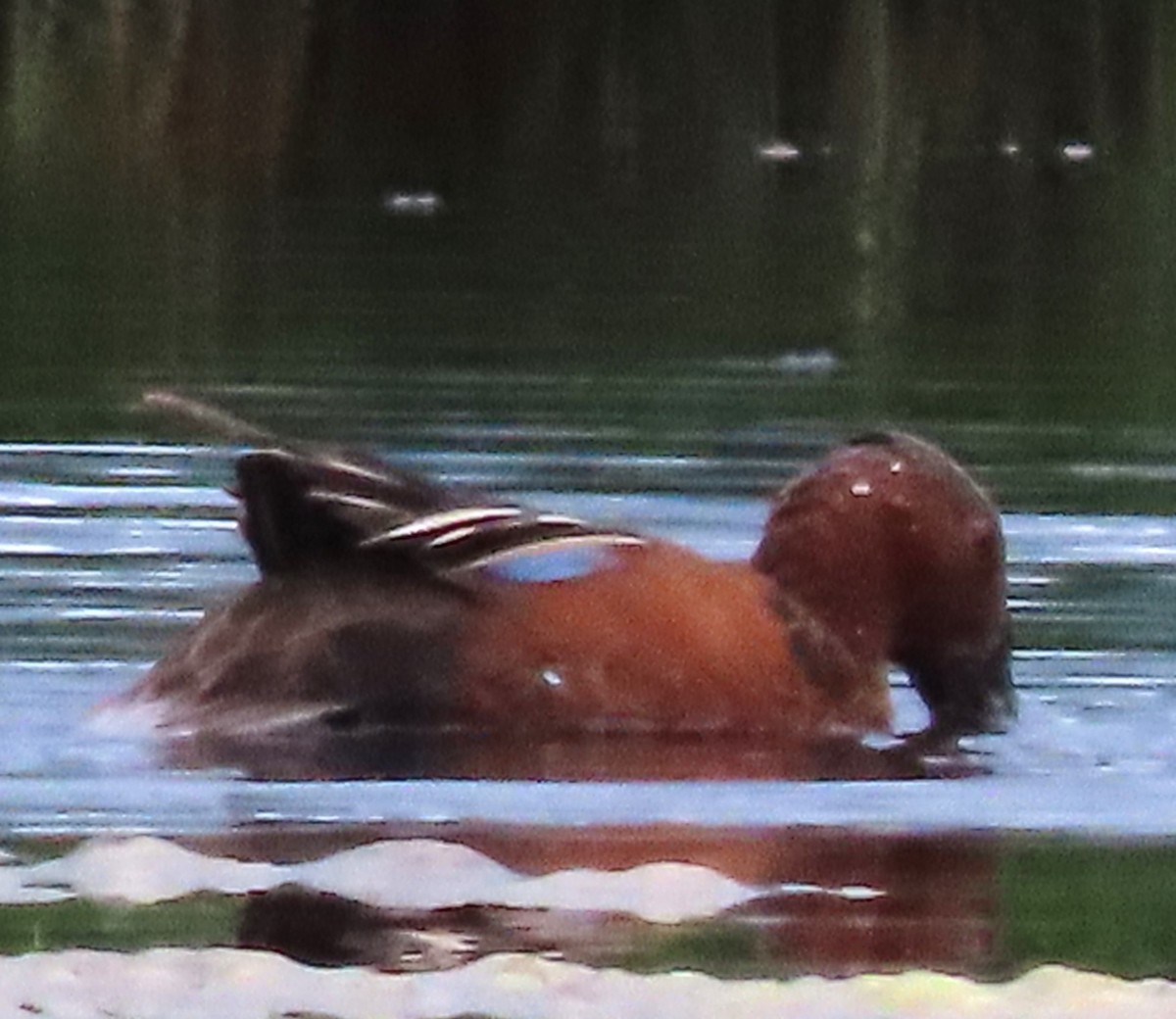 Cinnamon Teal - ML620672599