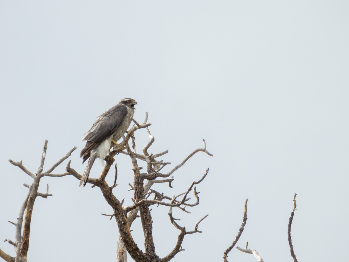 American Goshawk - ML620672600