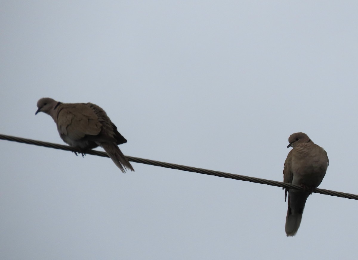 Eurasian Collared-Dove - ML620672602