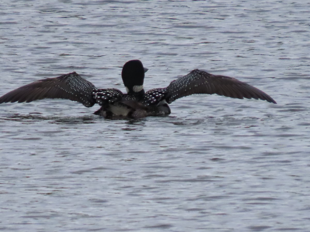 Plongeon huard - ML620672603