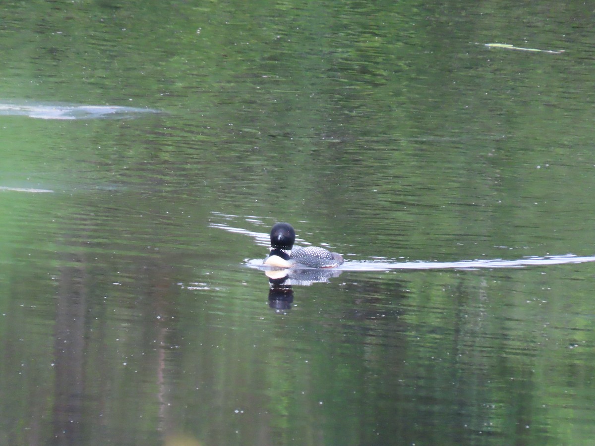 Common Loon - Sue and Tom Santeusanio