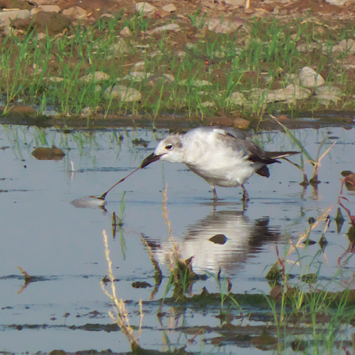 Laughing Gull - ML620672606