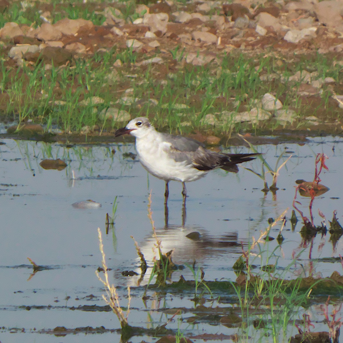 Laughing Gull - Jeff Ritz