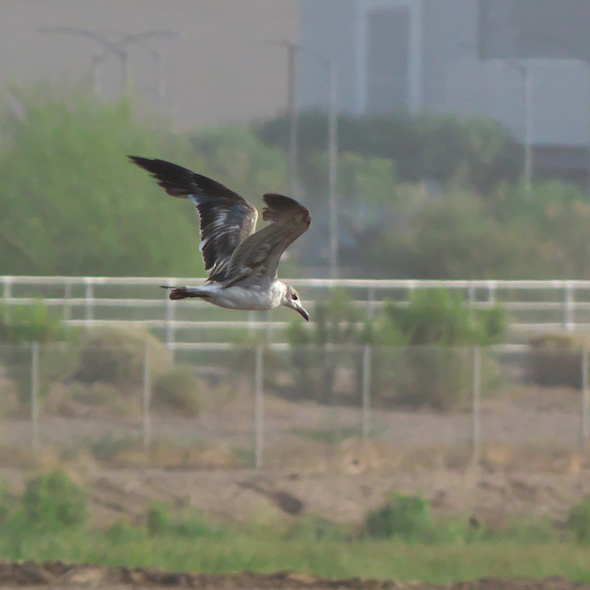 Laughing Gull - ML620672609