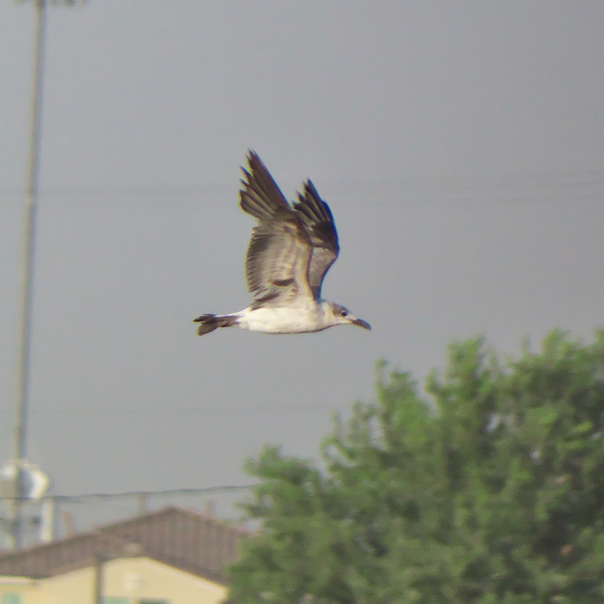 Laughing Gull - ML620672611