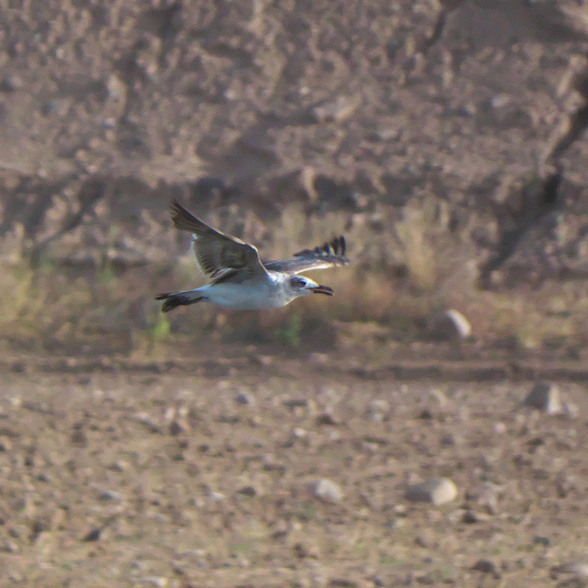 Laughing Gull - ML620672613