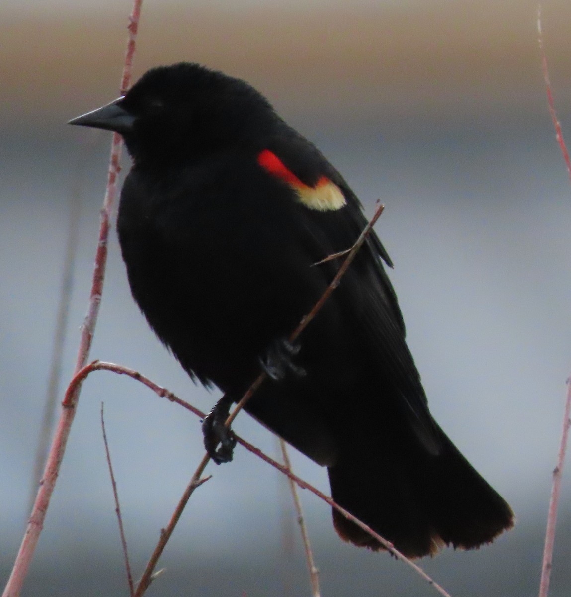 Red-winged Blackbird - ML620672619