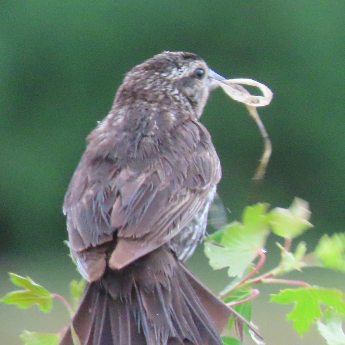 Red-winged Blackbird - ML620672620