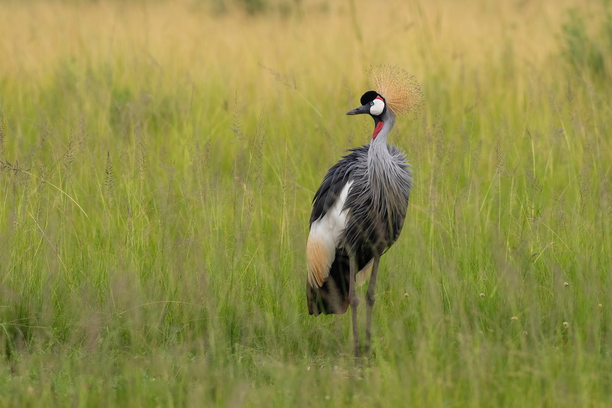 Gray Crowned-Crane - ML620672623