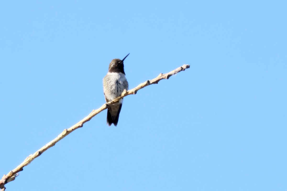 Black-chinned Hummingbird - ML620672627