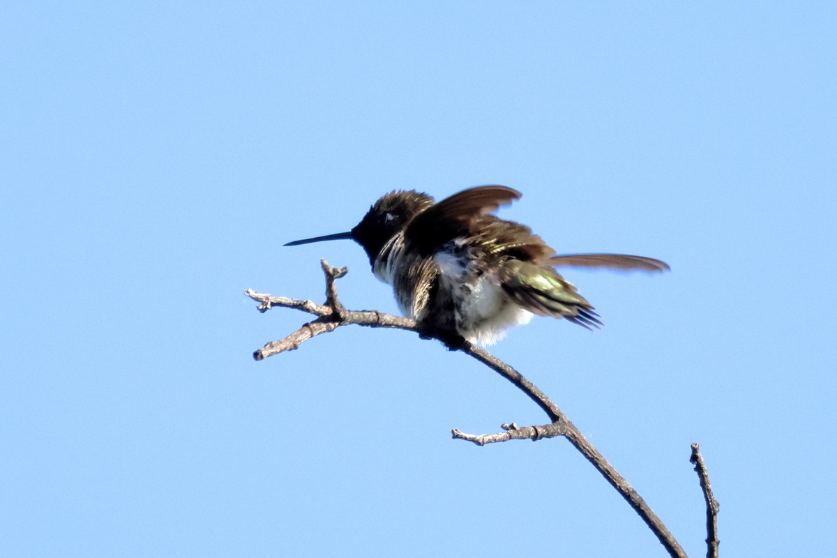 Black-chinned Hummingbird - ML620672628