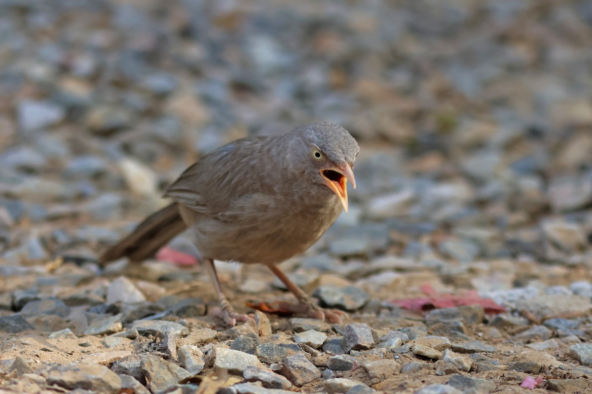 Jungle Babbler - ML620672630