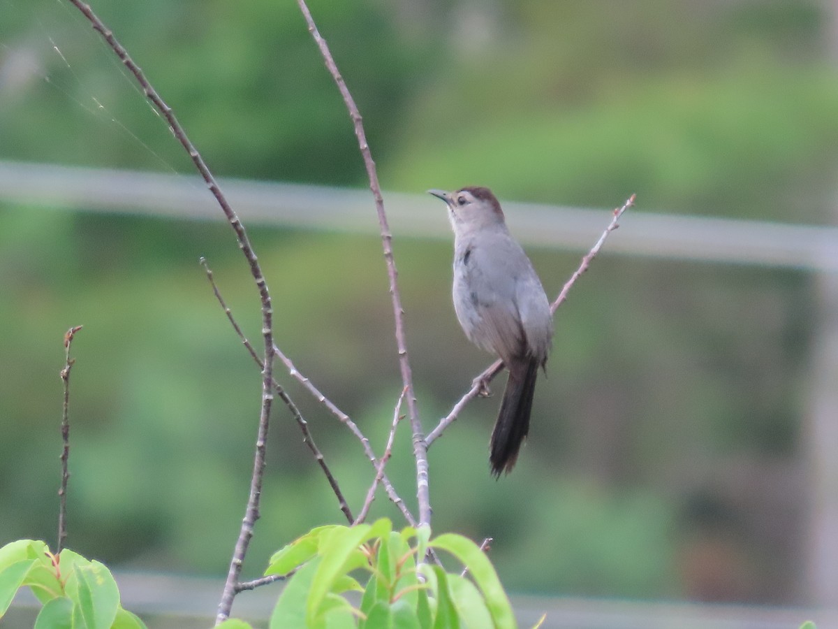 Pájaro Gato Gris - ML620672632