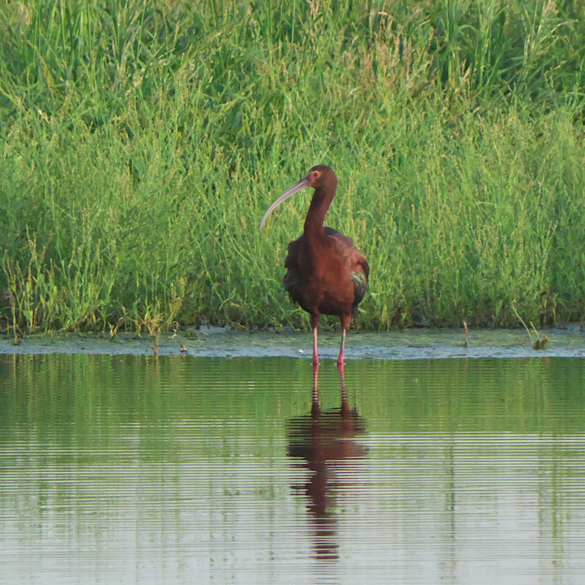 White-faced Ibis - ML620672634