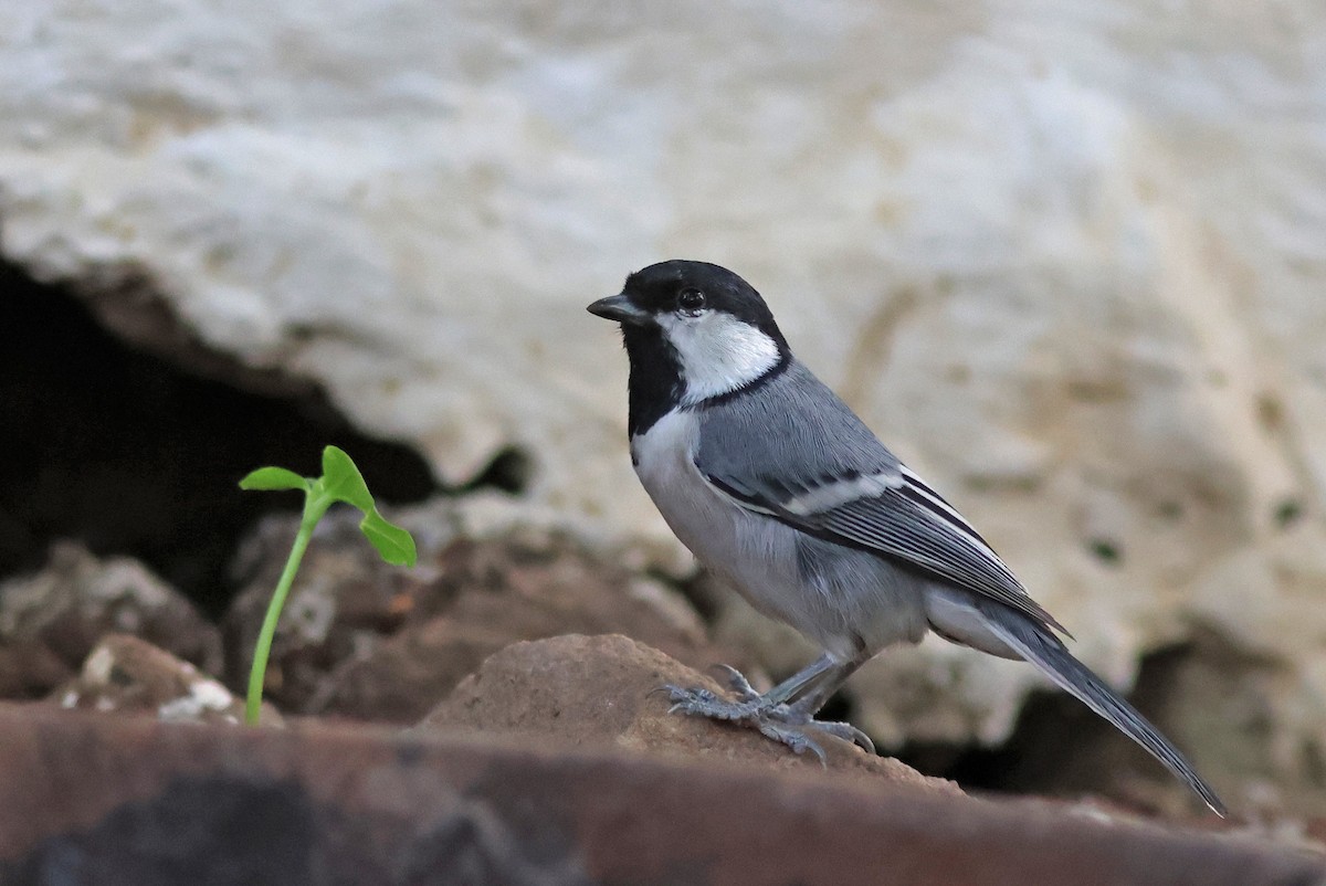 Cinereous Tit - ML620672635