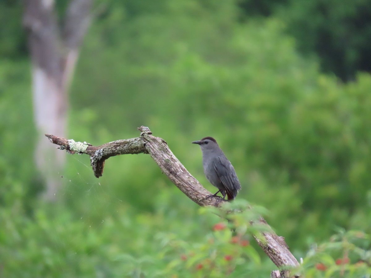 Gray Catbird - Sue and Tom Santeusanio