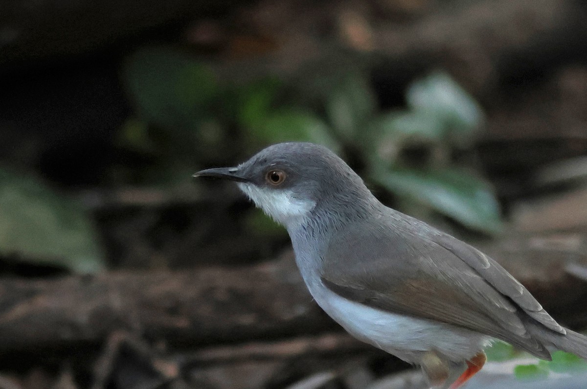 gråbrystprinia - ML620672640