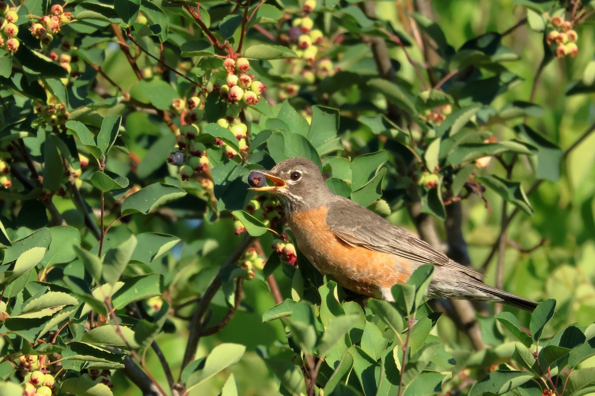 American Robin - ML620672642