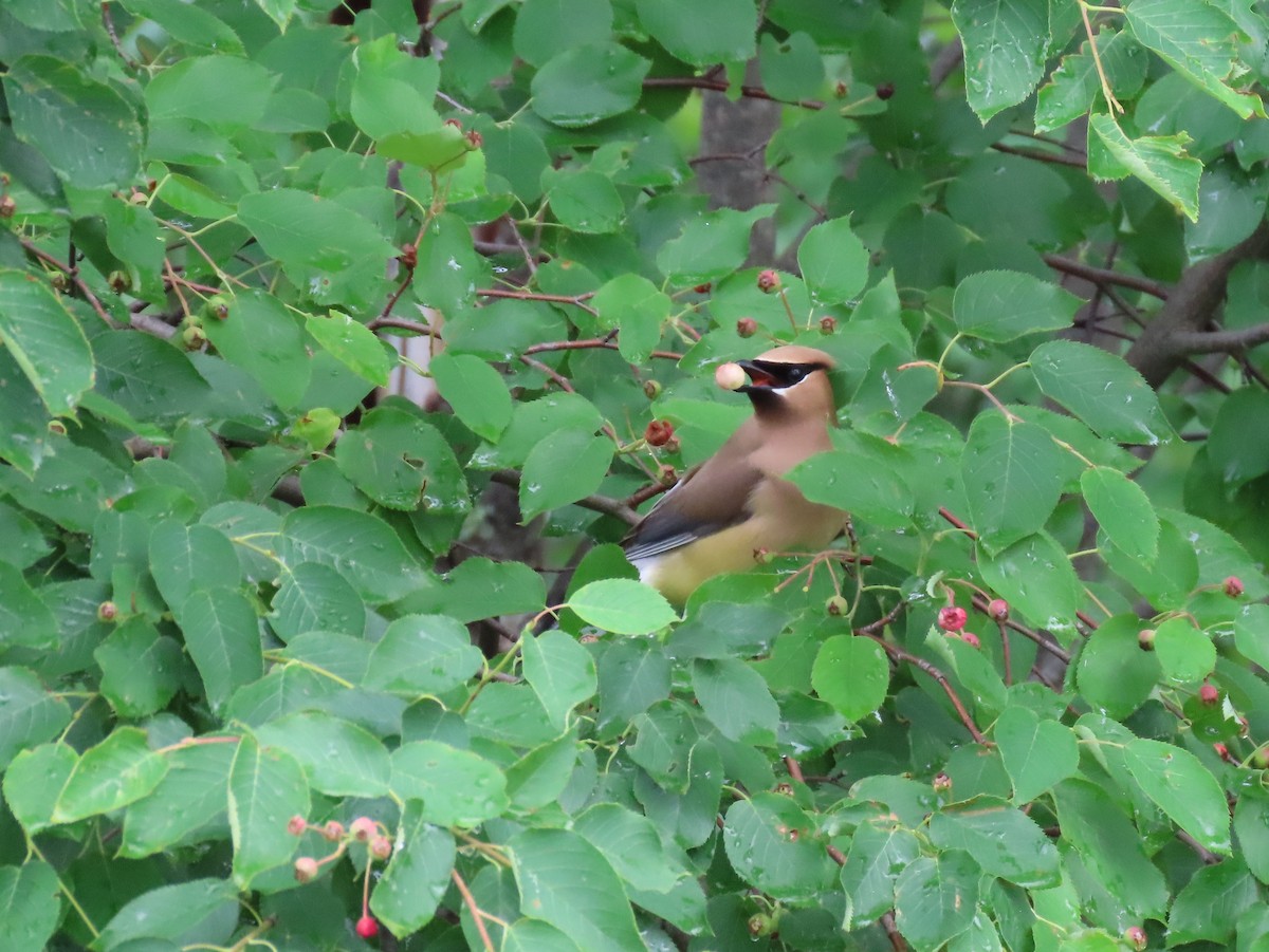 Cedar Waxwing - ML620672643