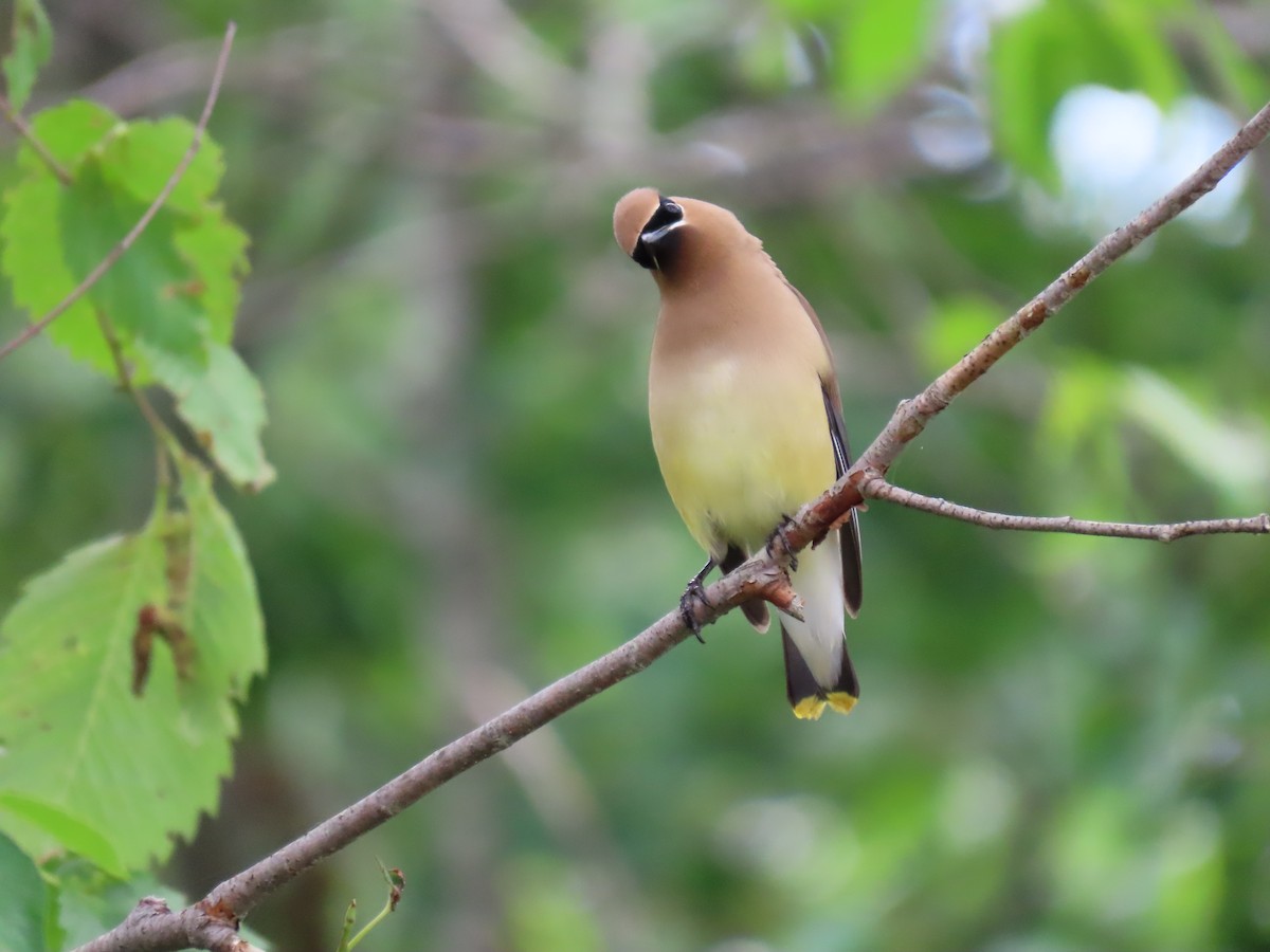 Cedar Waxwing - ML620672645