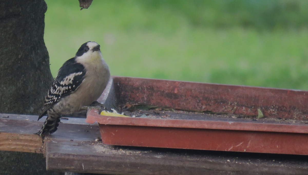 White-fronted Woodpecker - ML620672646