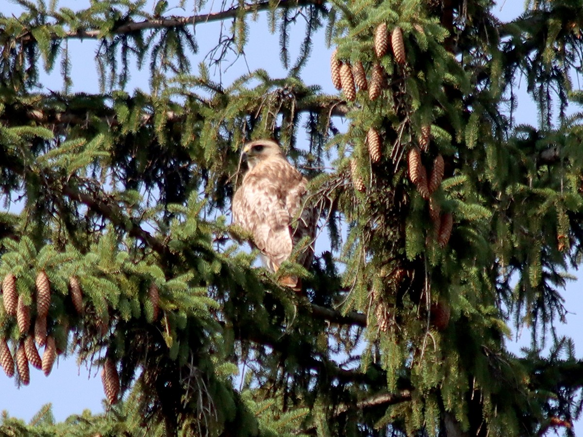 Red-tailed Hawk - ML620672647