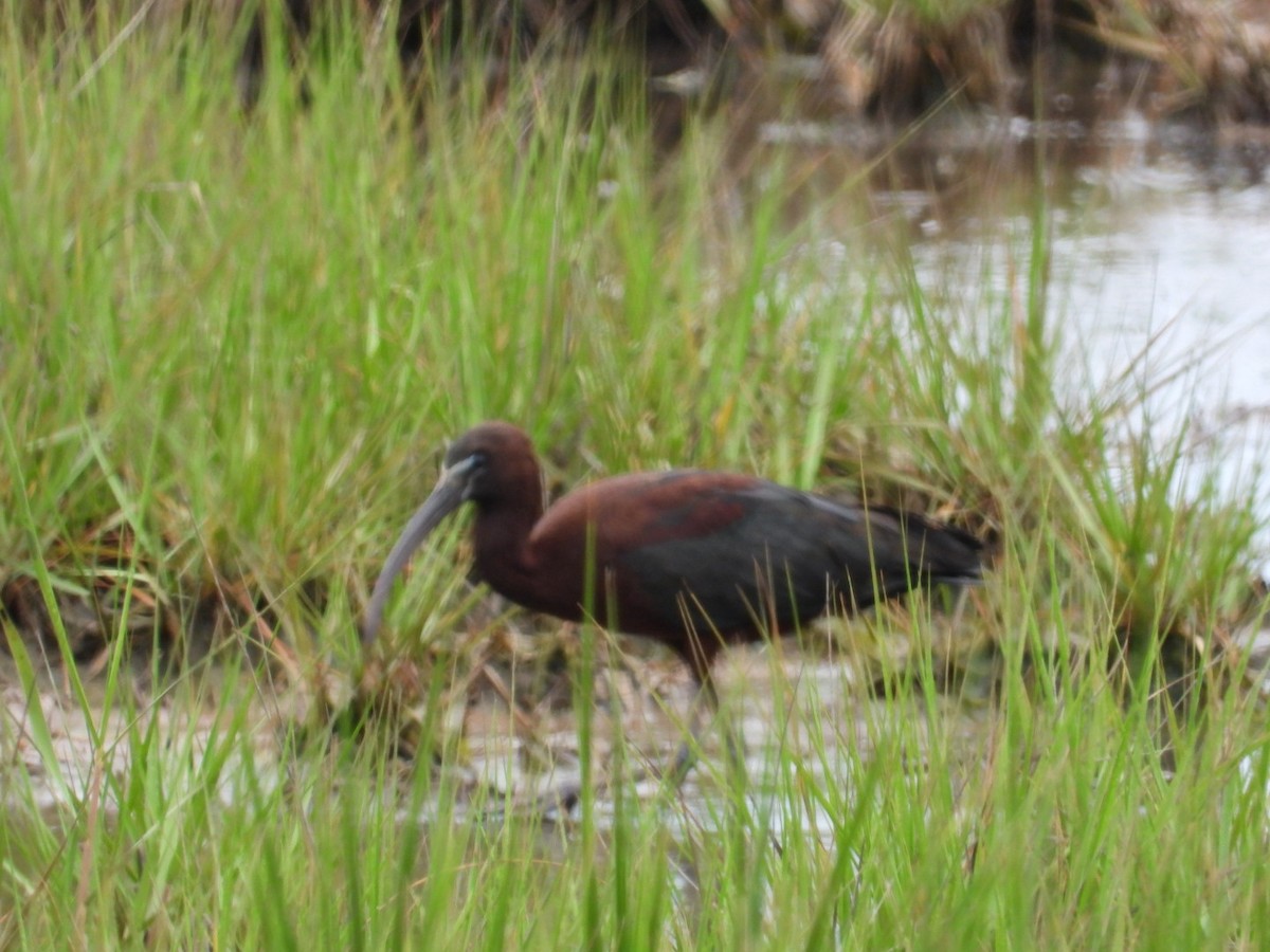 ibis hnědý - ML620672651