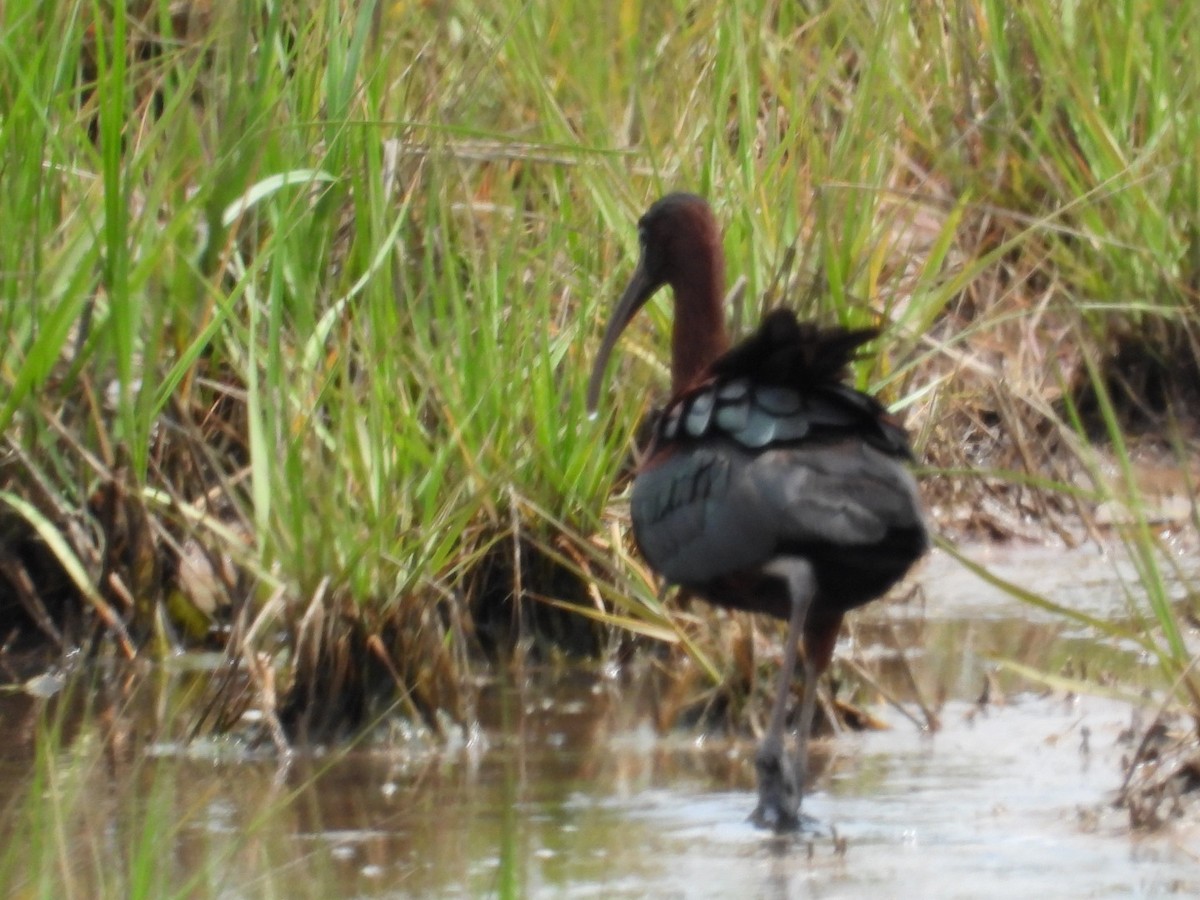 ibis hnědý - ML620672652