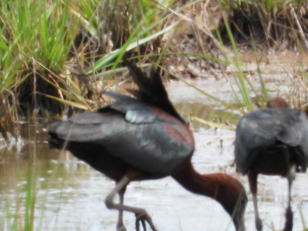 ibis hnědý - ML620672653