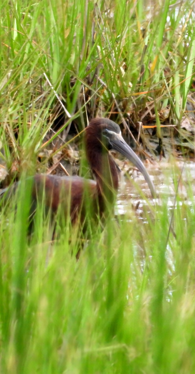 Glossy Ibis - Marc Estes