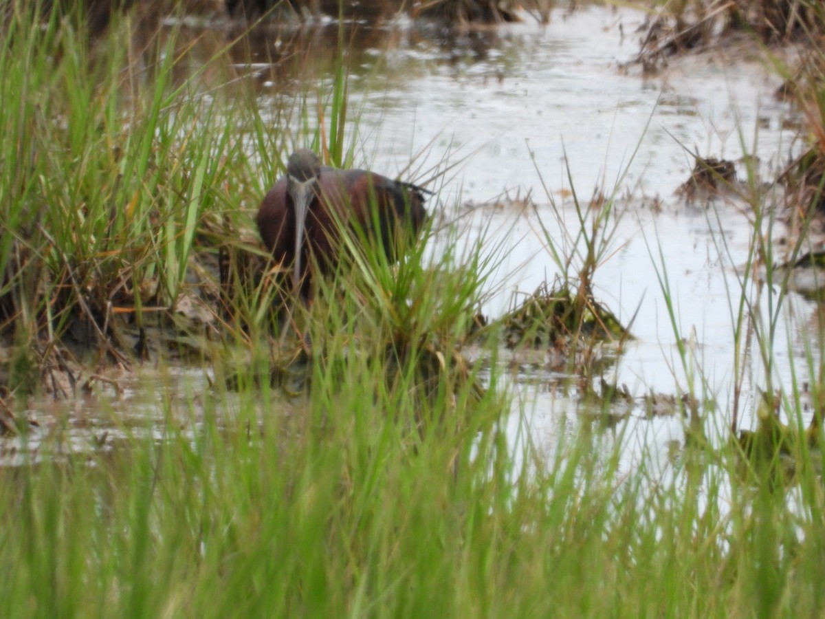 Glossy Ibis - ML620672657