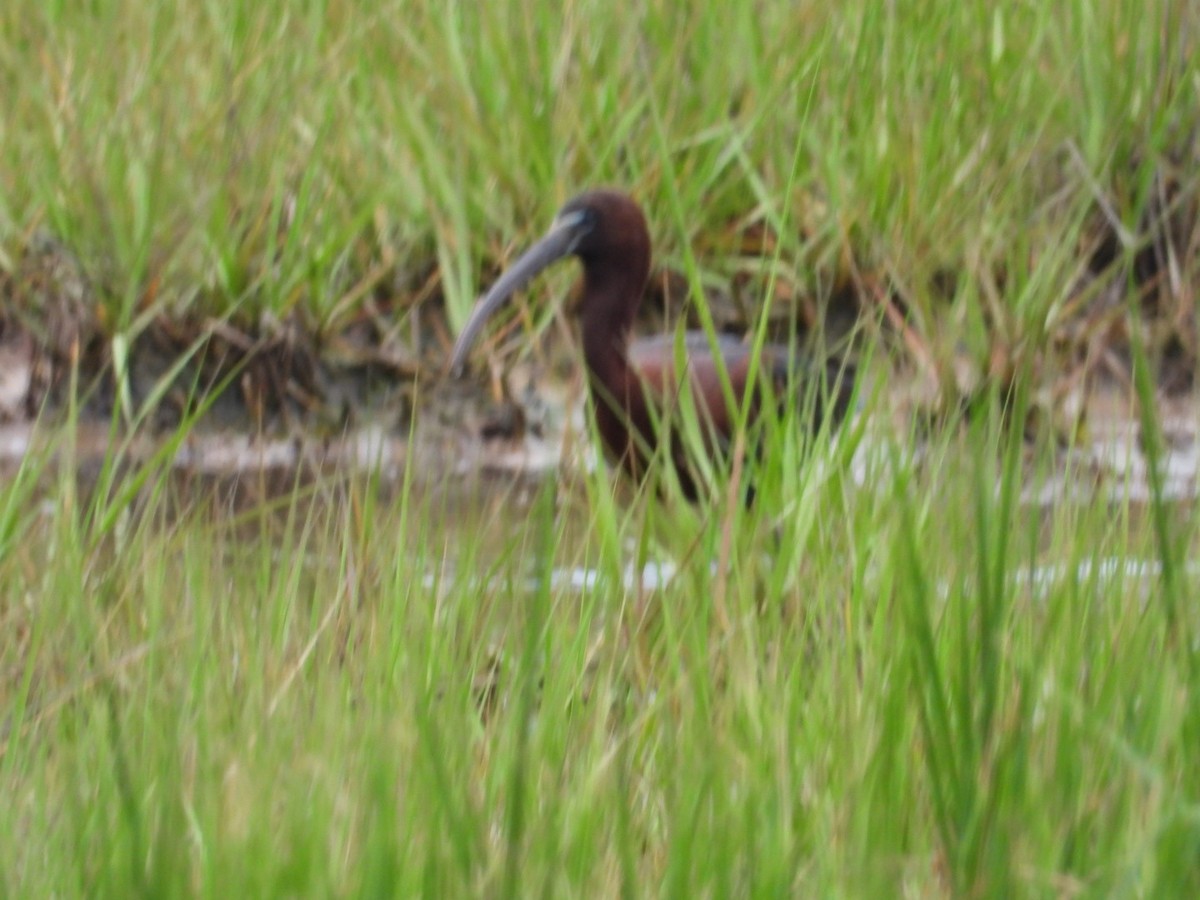 Glossy Ibis - ML620672658