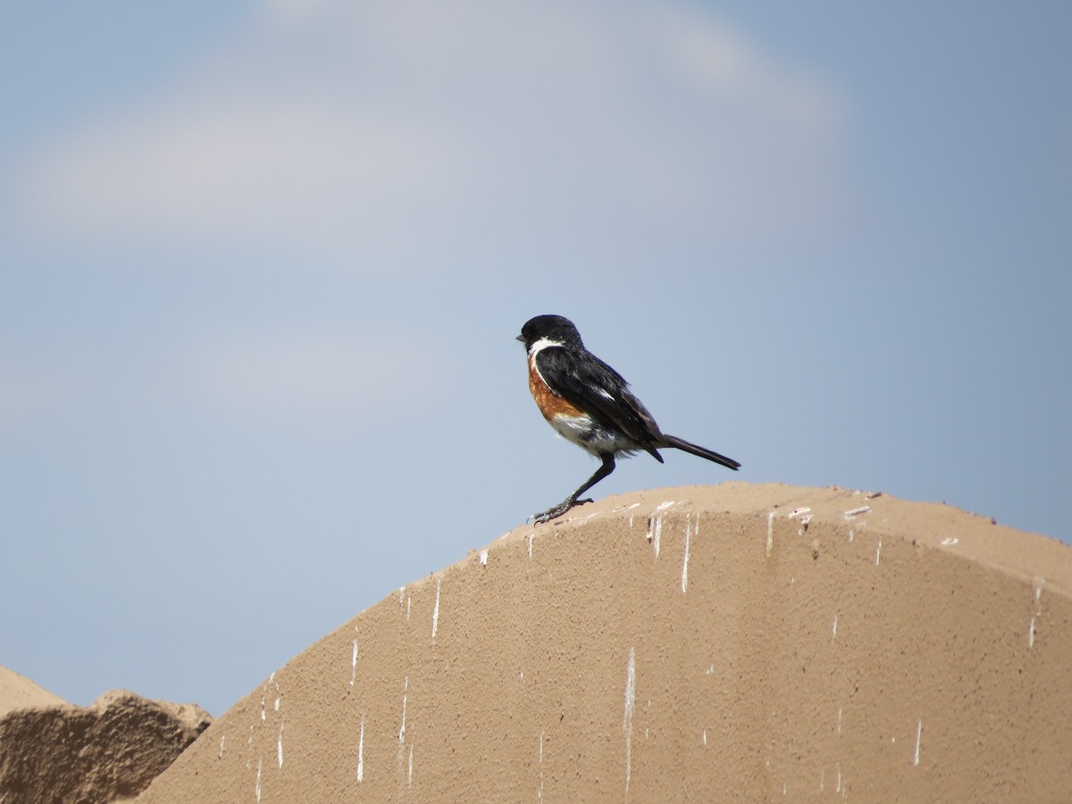 African Stonechat - ML620672660