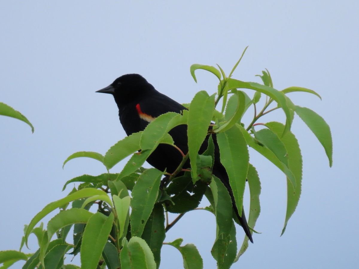 Red-winged Blackbird - ML620672662