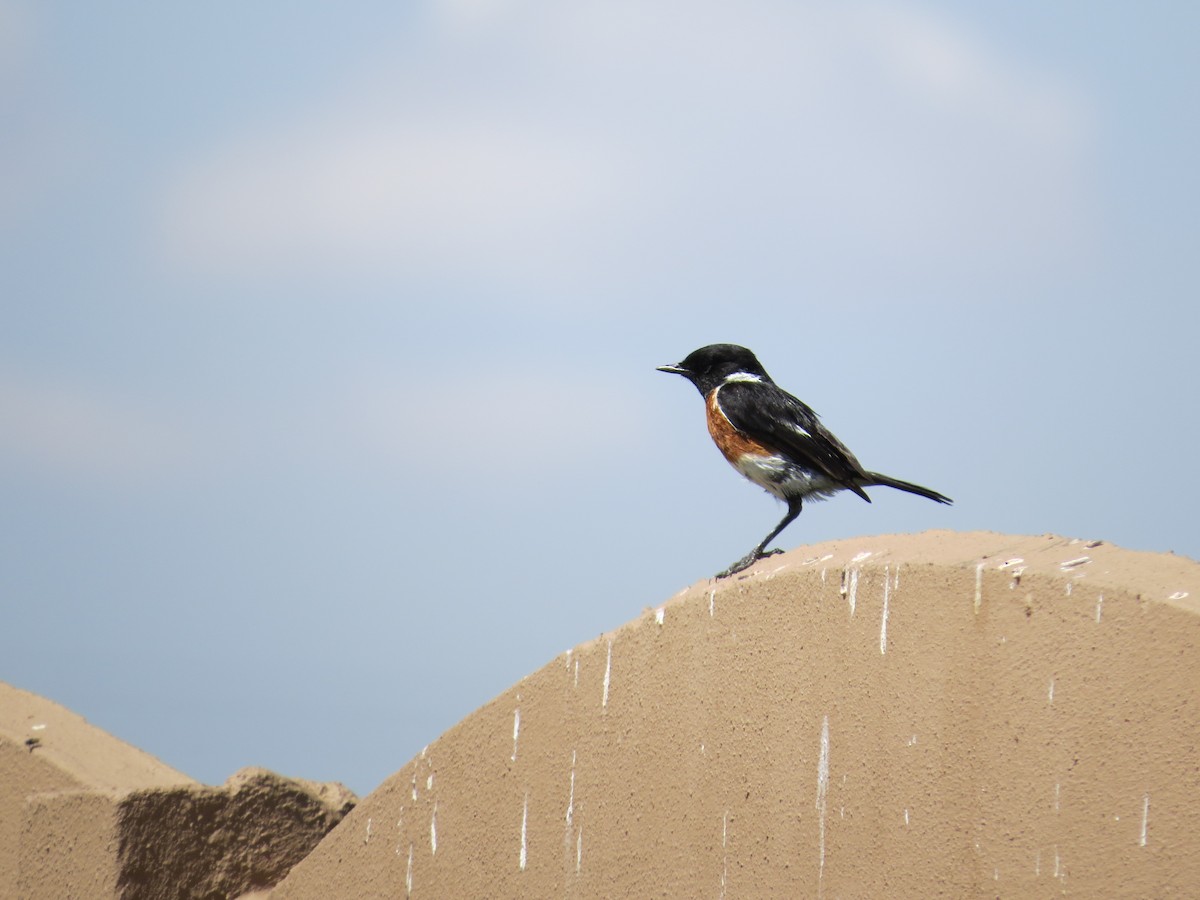 African Stonechat - ML620672663