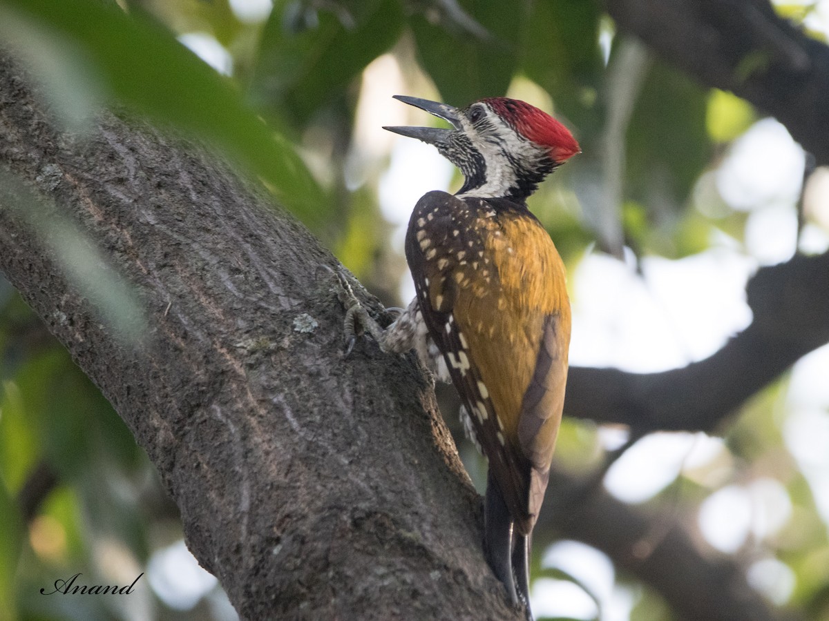 Black-rumped Flameback - ML620672665