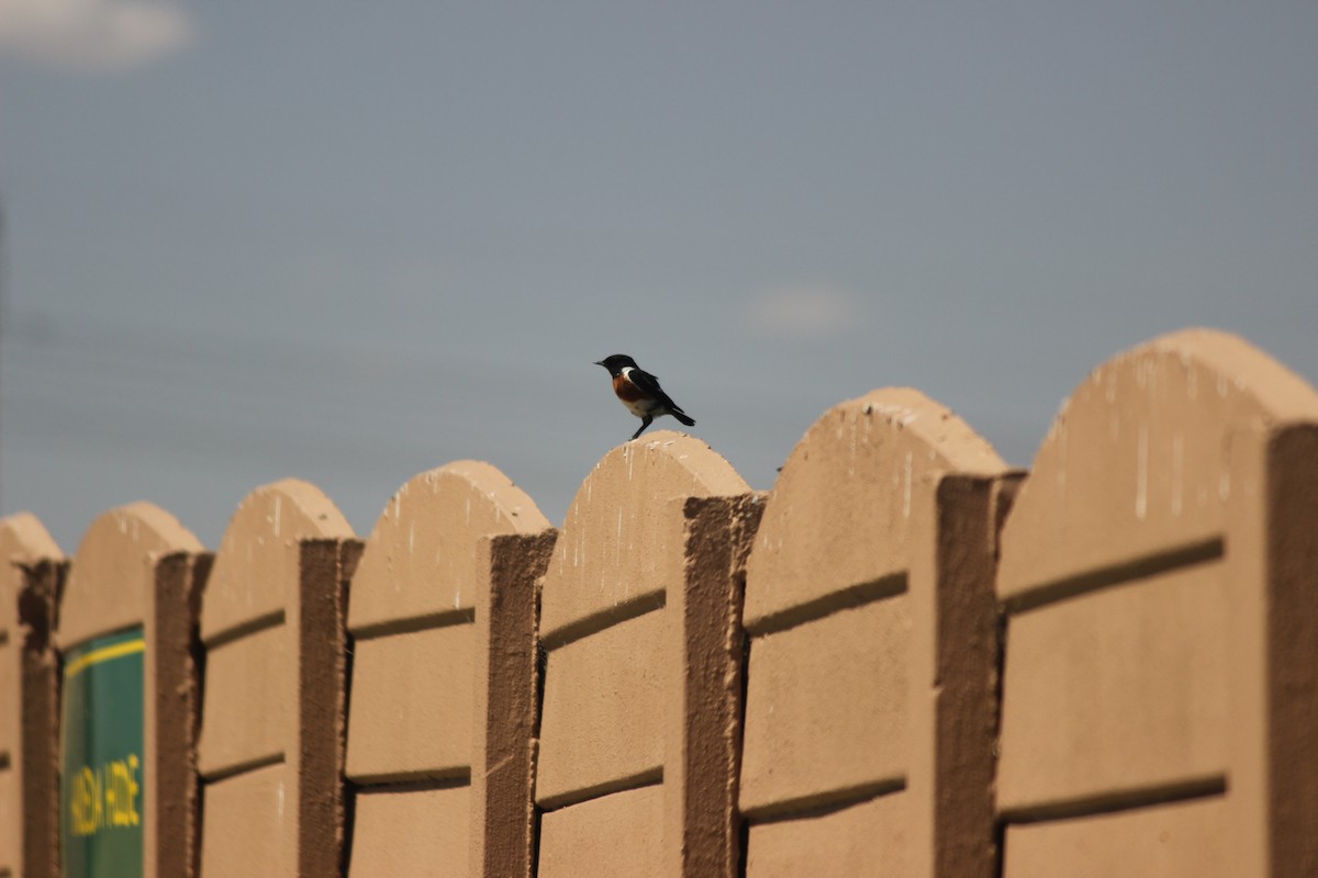 African Stonechat - ML620672668