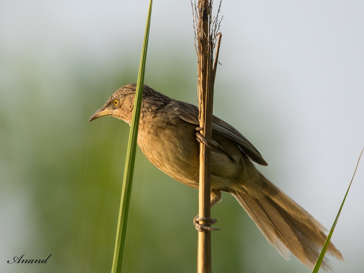 Striated Babbler - ML620672670